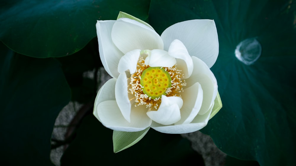 a white flower on a lily pad