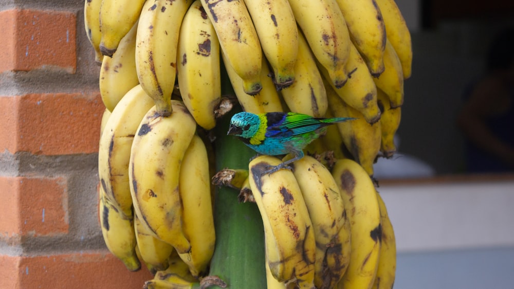 Un oiseau sur un bouquet de bananes