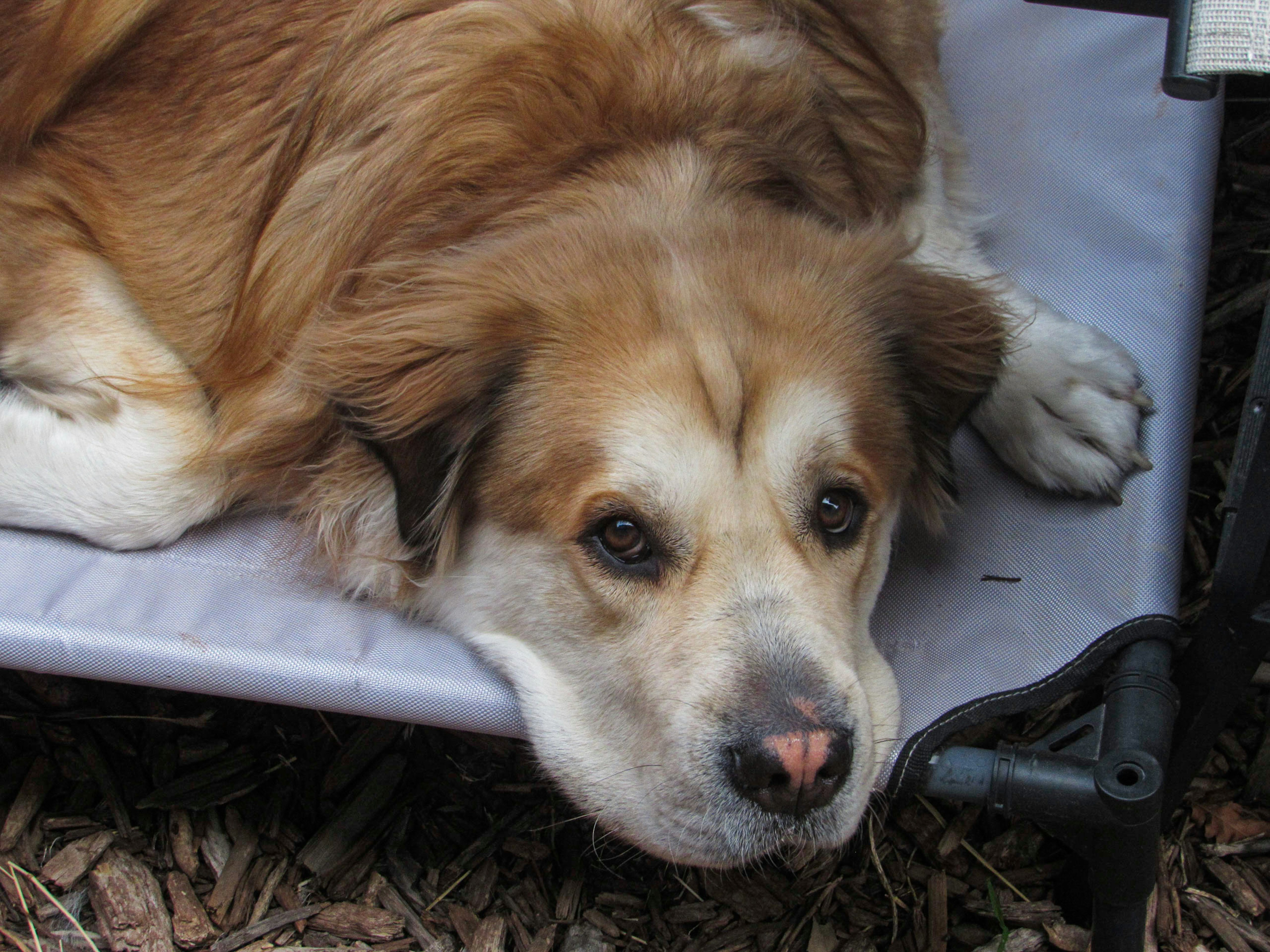 Fluffy tan and white dog resting its chin on the edge of a gray mesh elevated cot, looking up at the camera