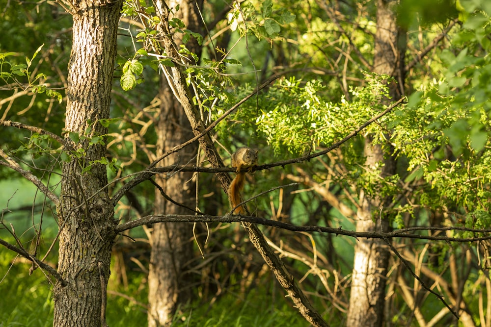 a cat in a tree