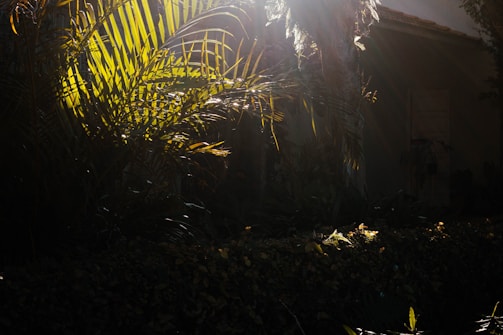 Sunlight filtering through large Colocasia leaves in a cozy home setting.