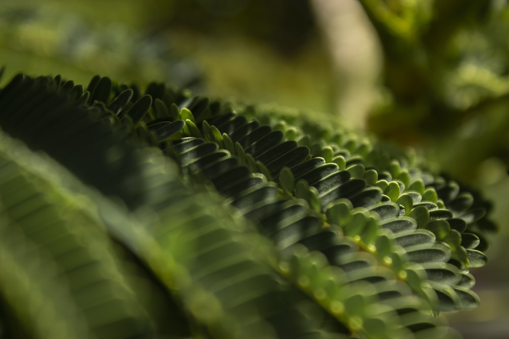 close-up of a green leaf