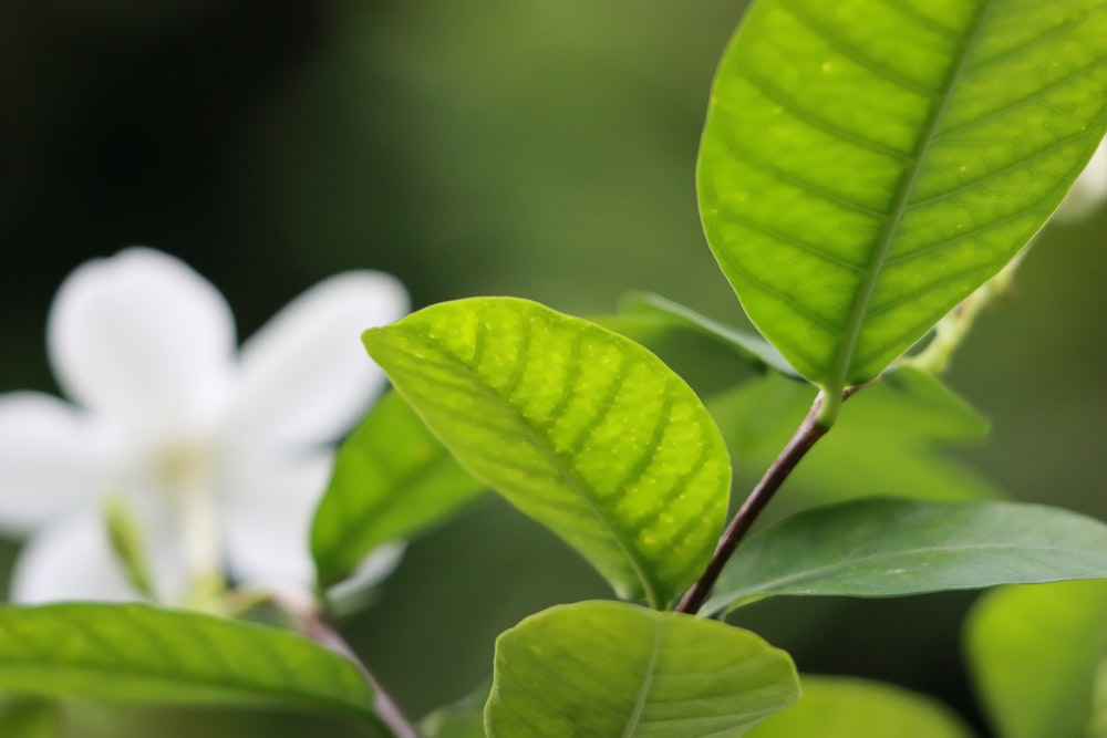 a close up of a plant