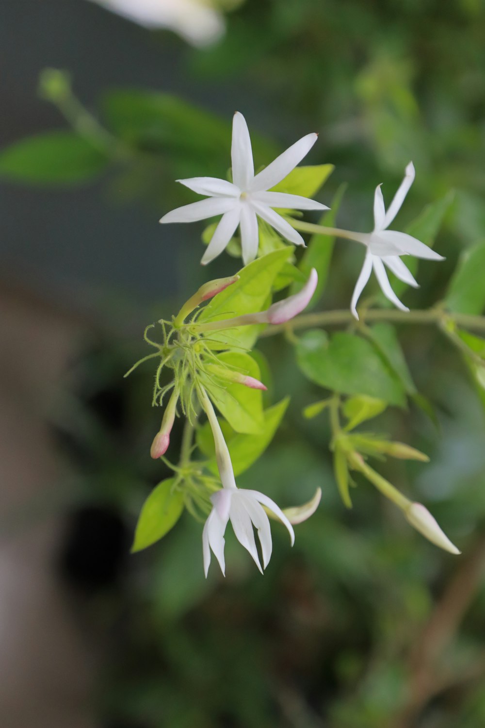 a close up of a flower