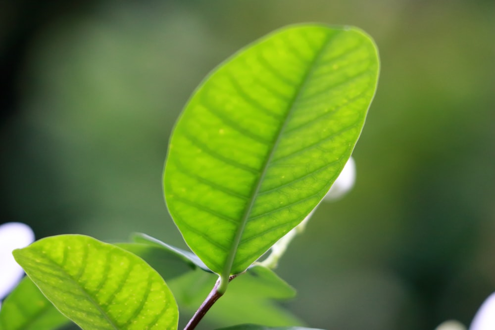 close up of a plant