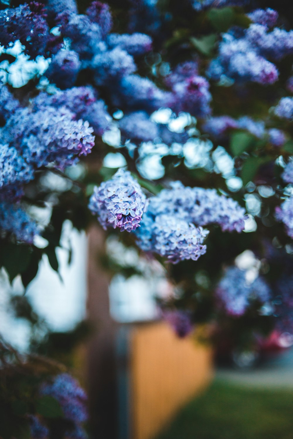 a close up of flowers