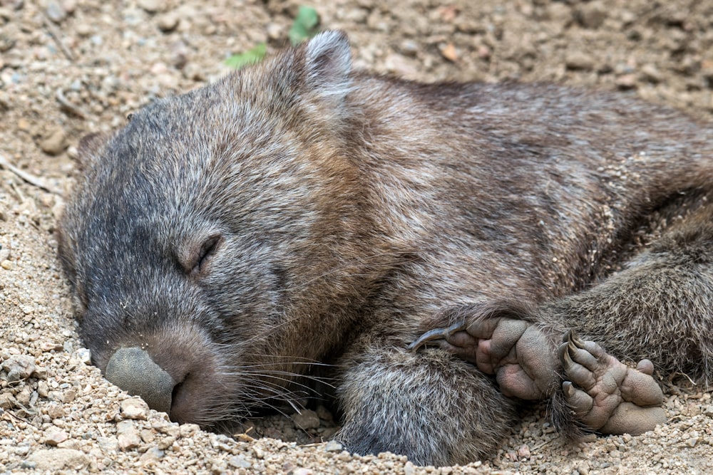 a furry animal lying on the ground