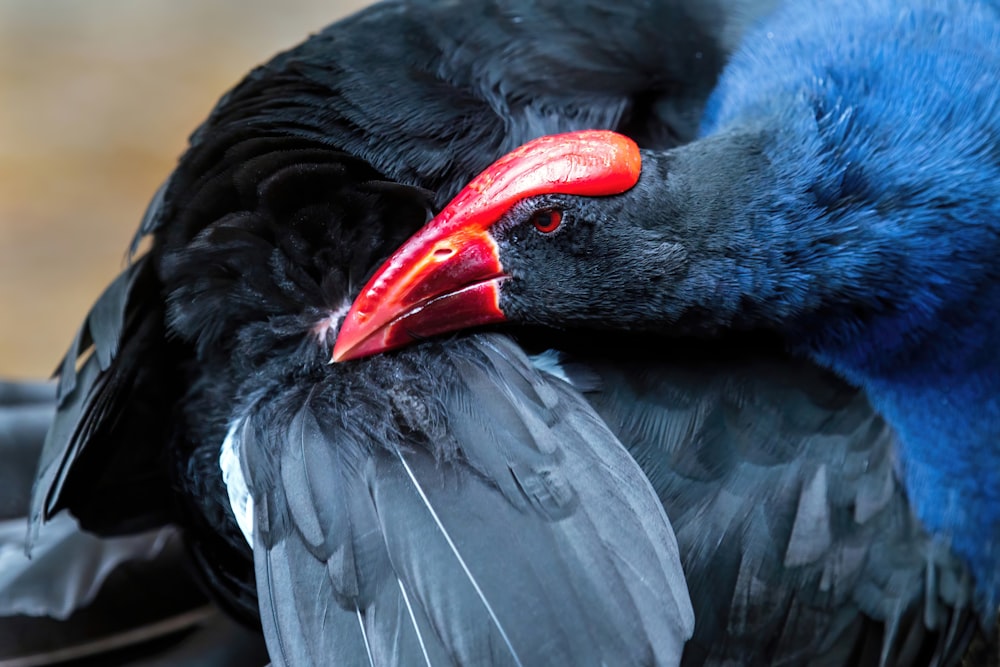 a close up of a bird