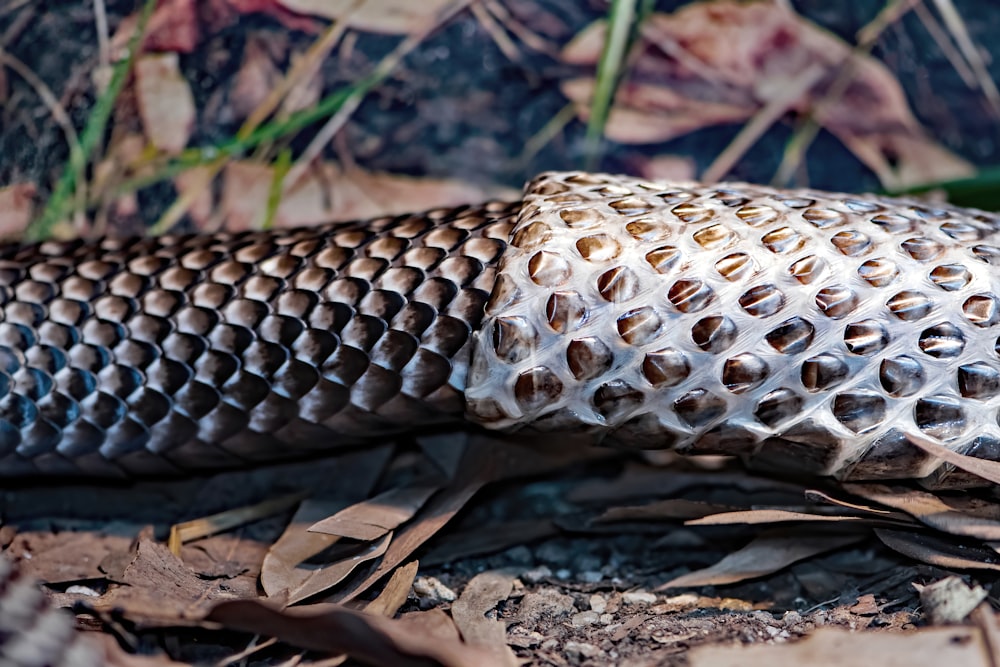 a snake on the ground