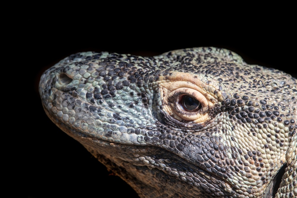 a close up of a lizard