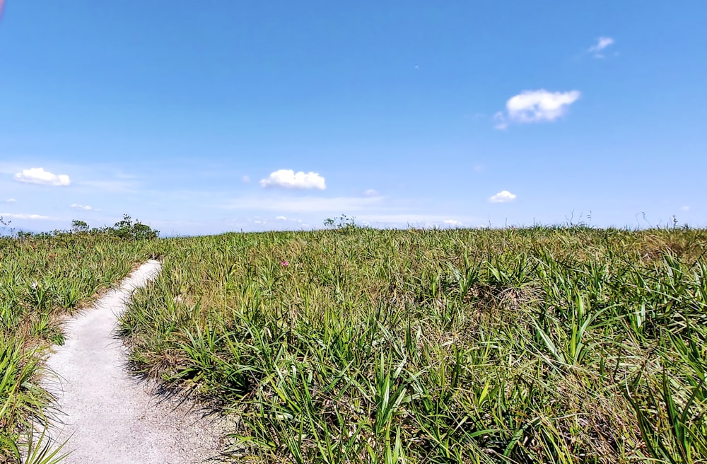 a dirt road through tall grass