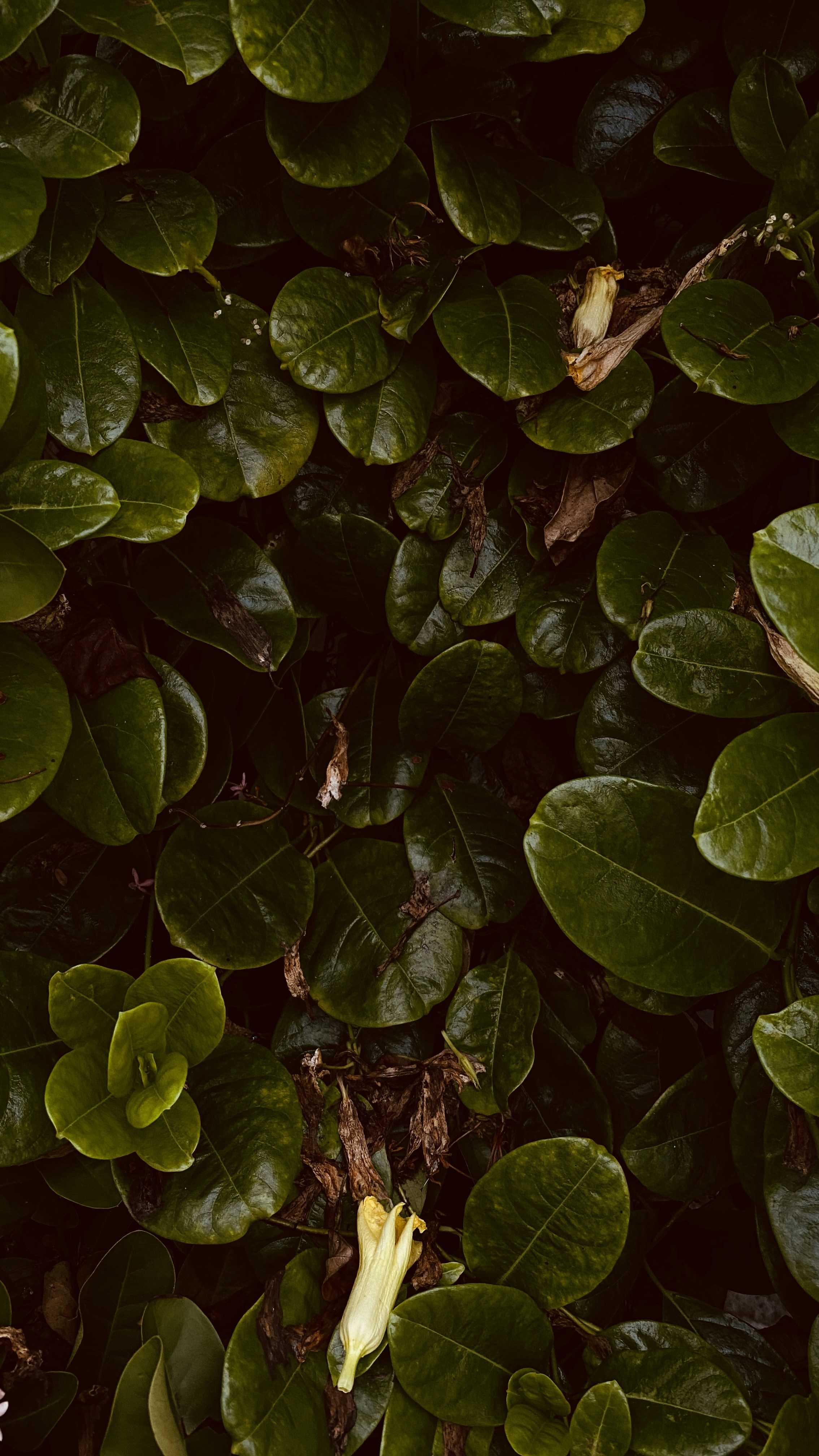 Photo by meindheeraj