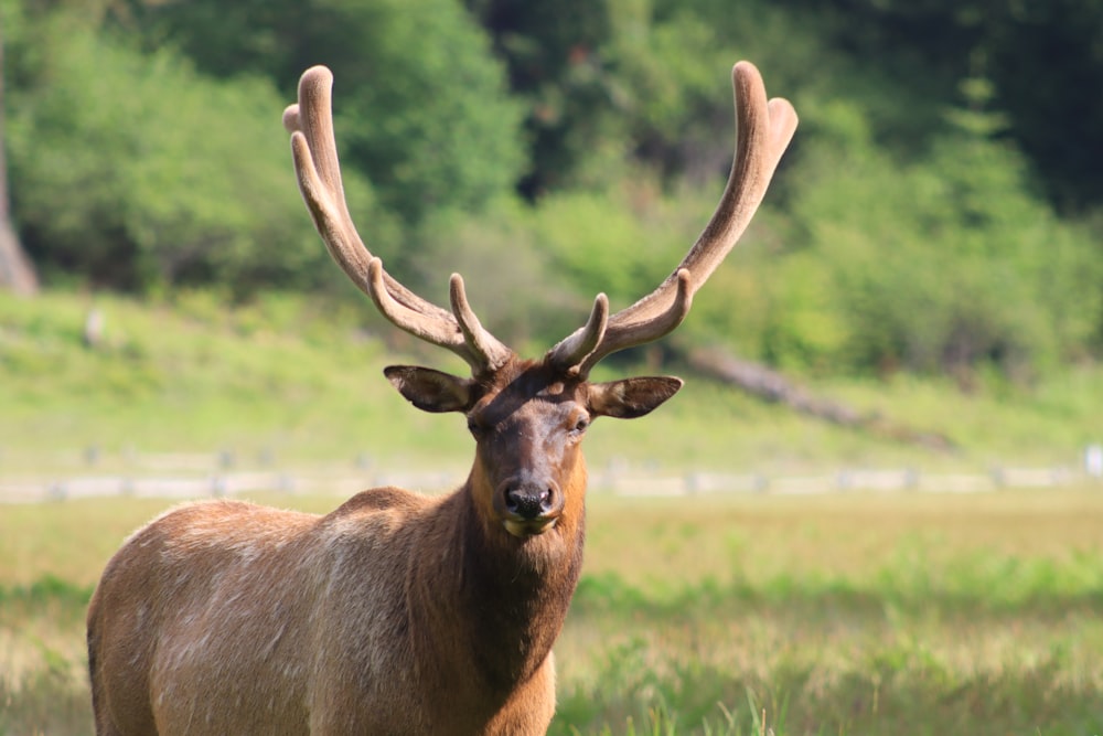 a deer with antlers in a field