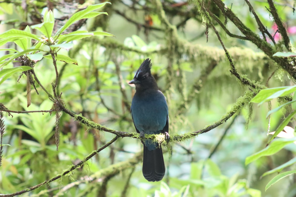 a bird perched on a branch