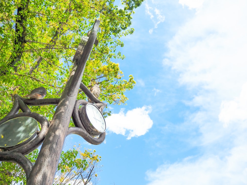 a tree with a round object on it