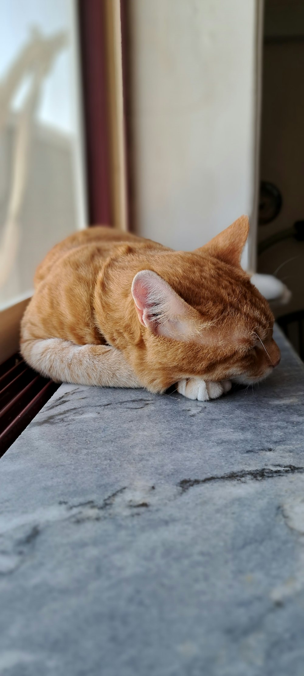 Un gato acostado en una alfombra
