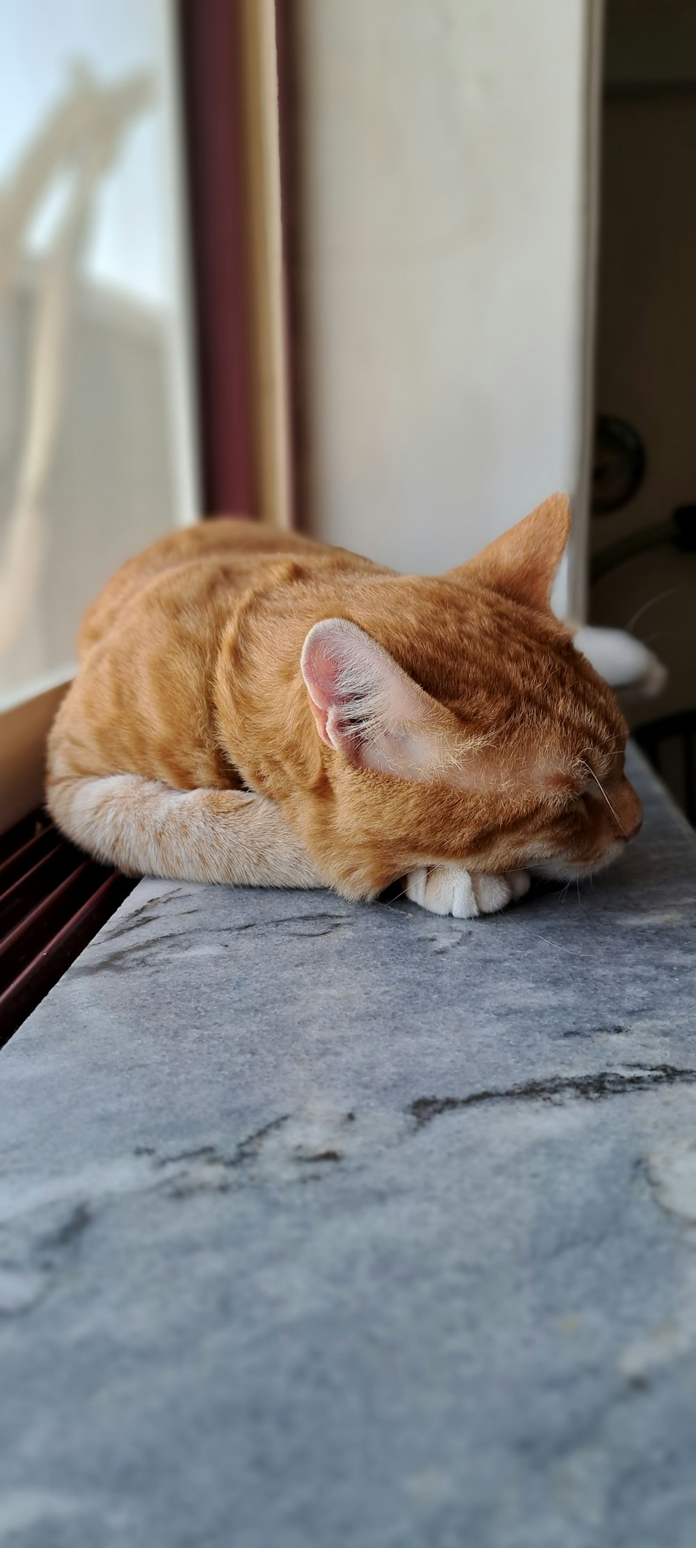 a cat lying on a carpet