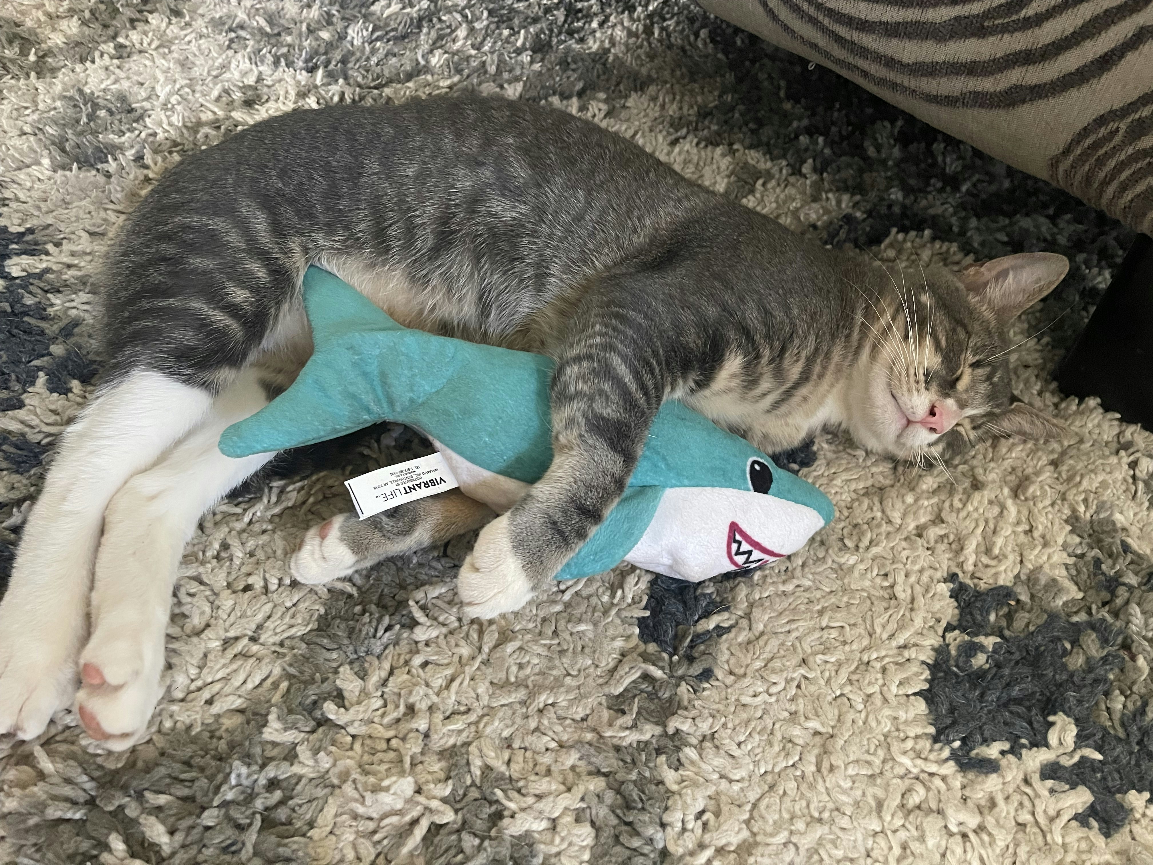 a cat lying on a carpet