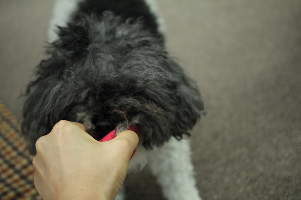 a dog licking a hand
