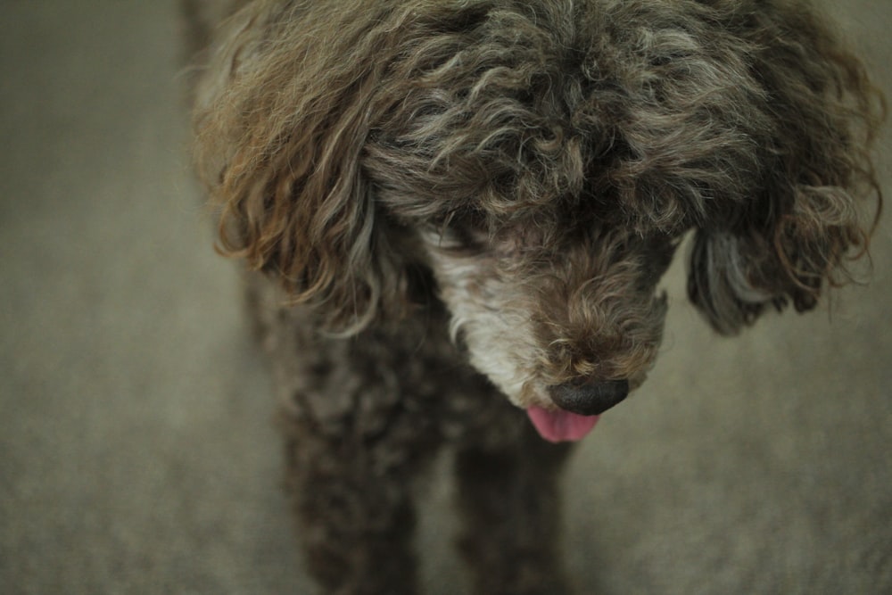 a dog with its tongue out