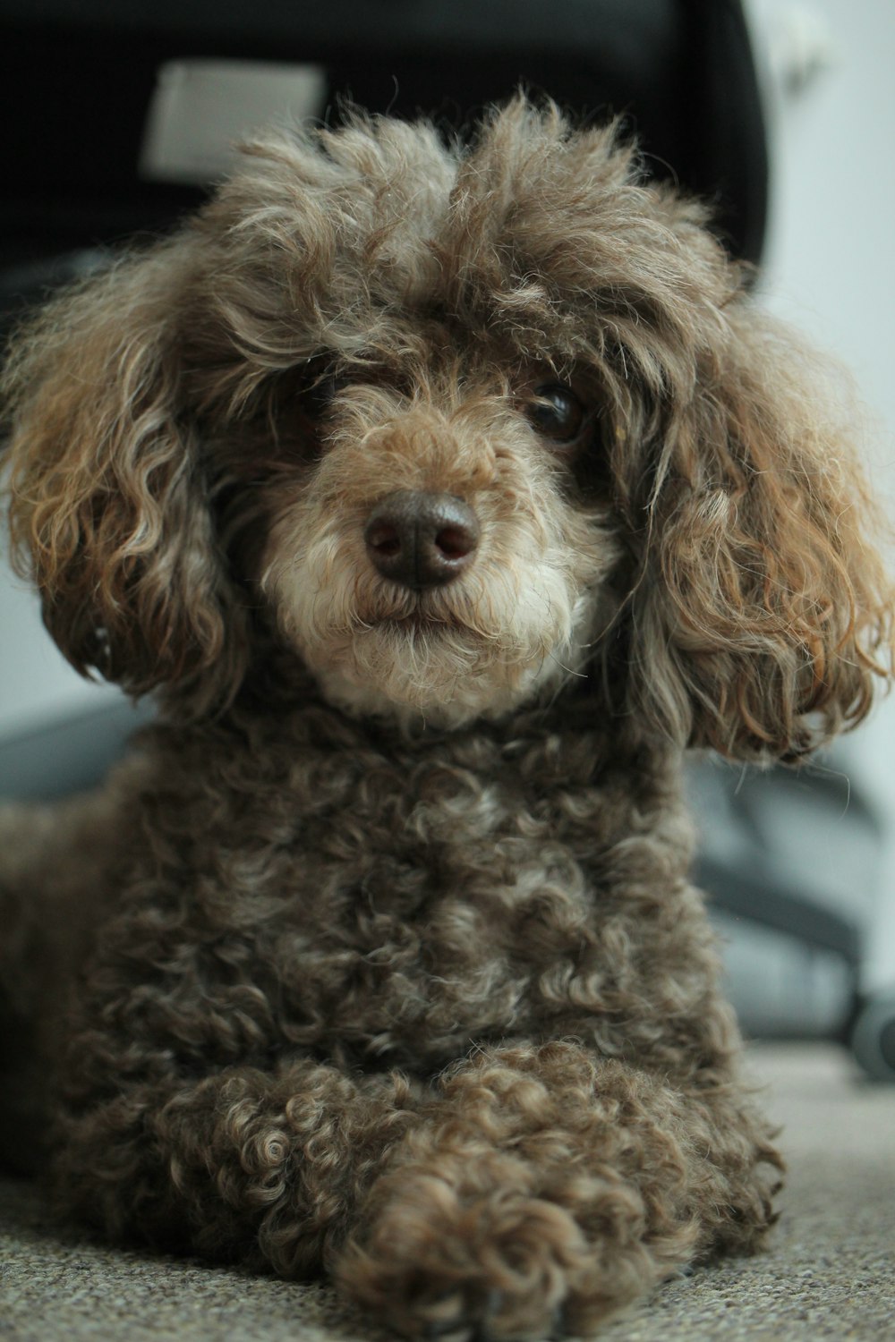 a dog sitting on the floor