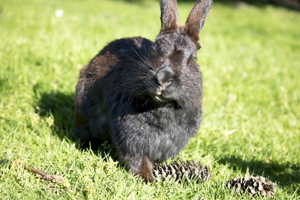 a rabbit standing on grass