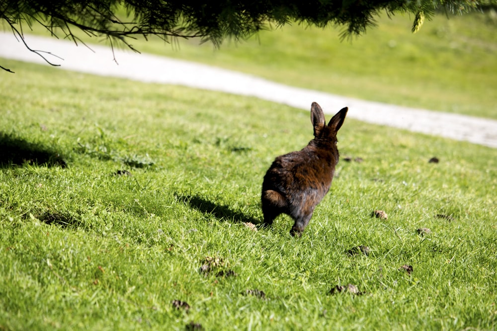 a rabbit in a grassy area