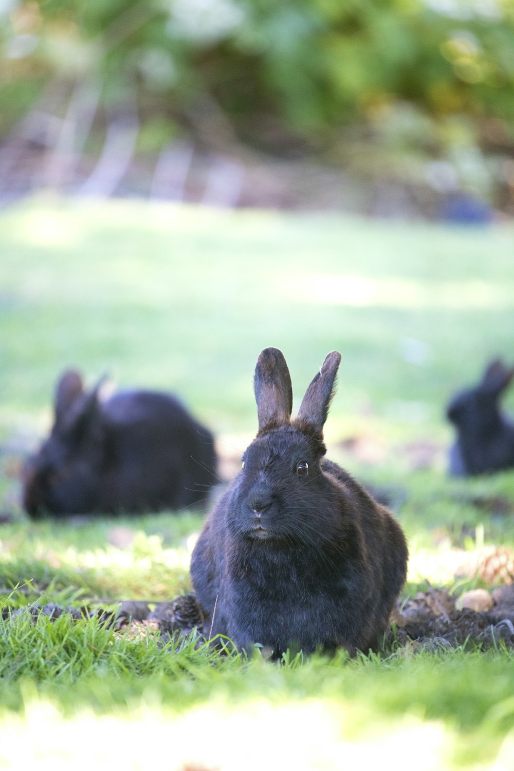 a group of black rabbits