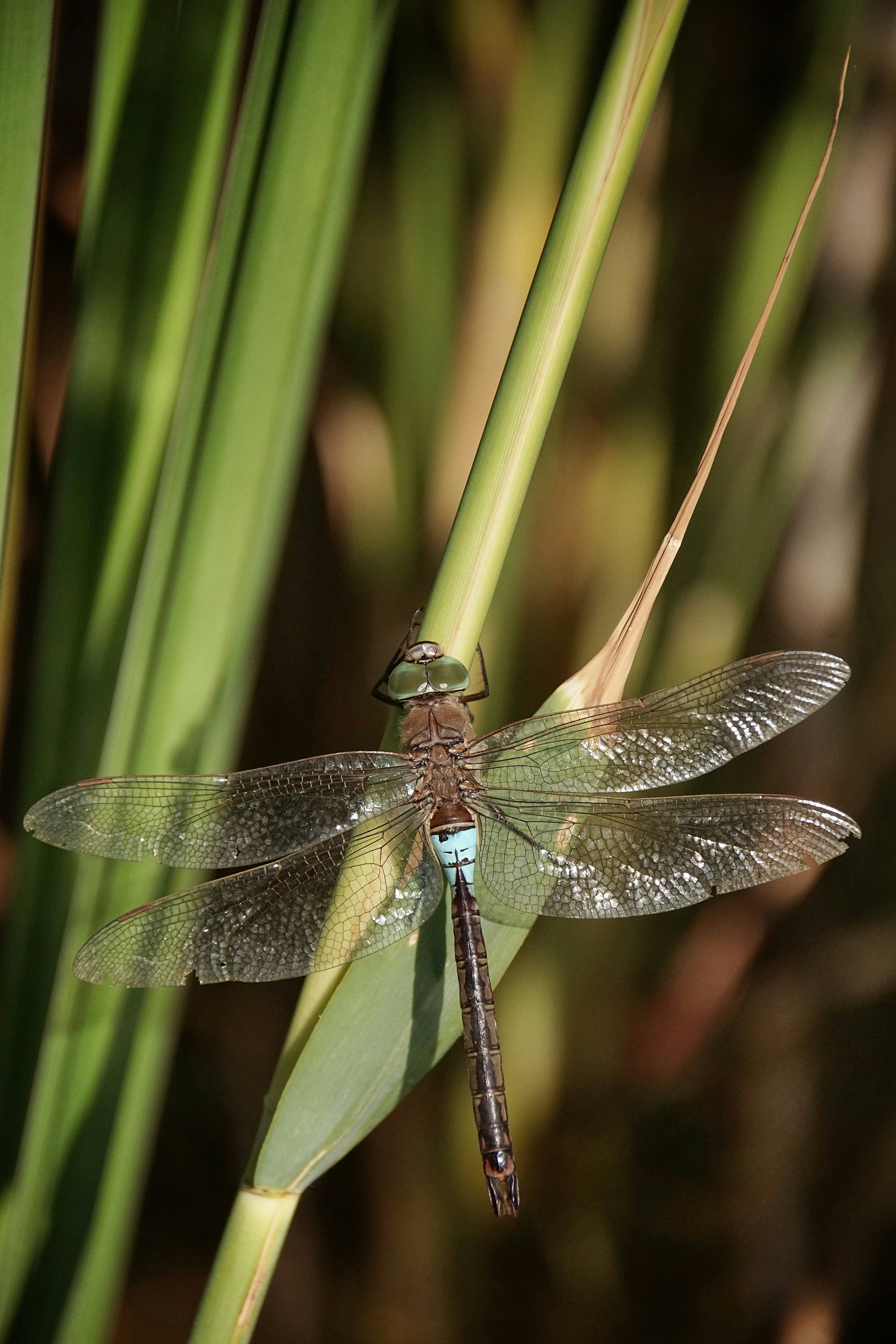 Photo by danielschuh