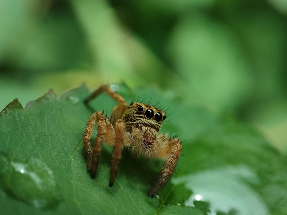 a spider on a leaf