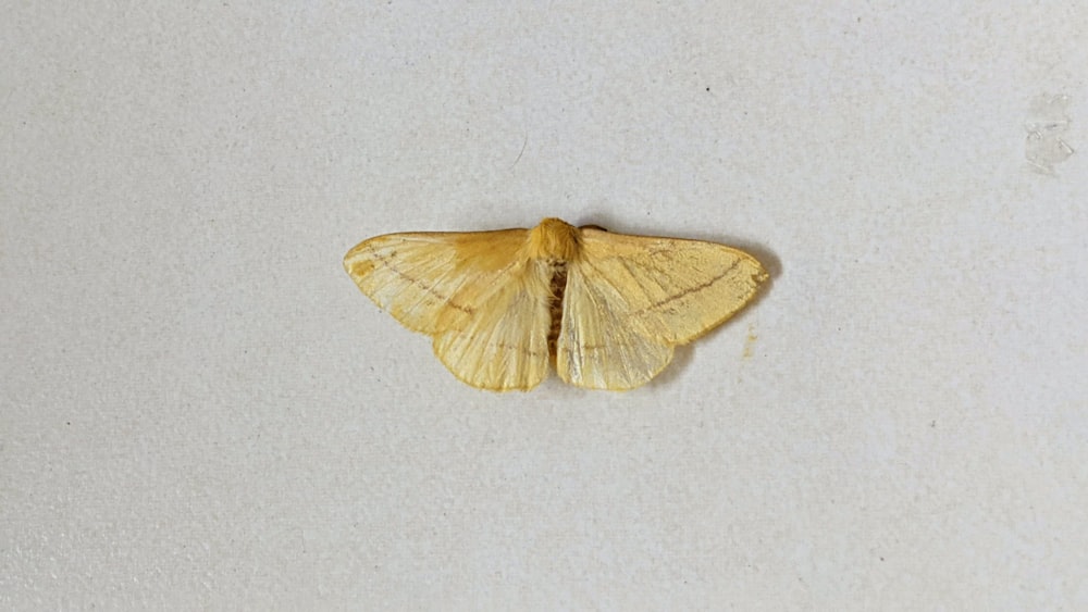 a yellow moth on a white surface