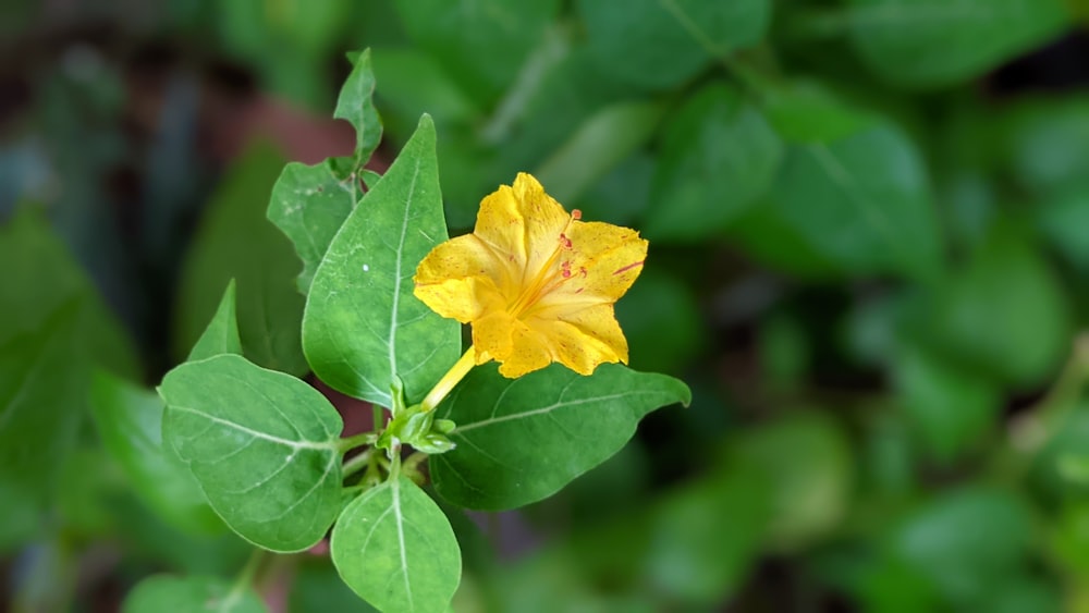 a yellow flower on a plant
