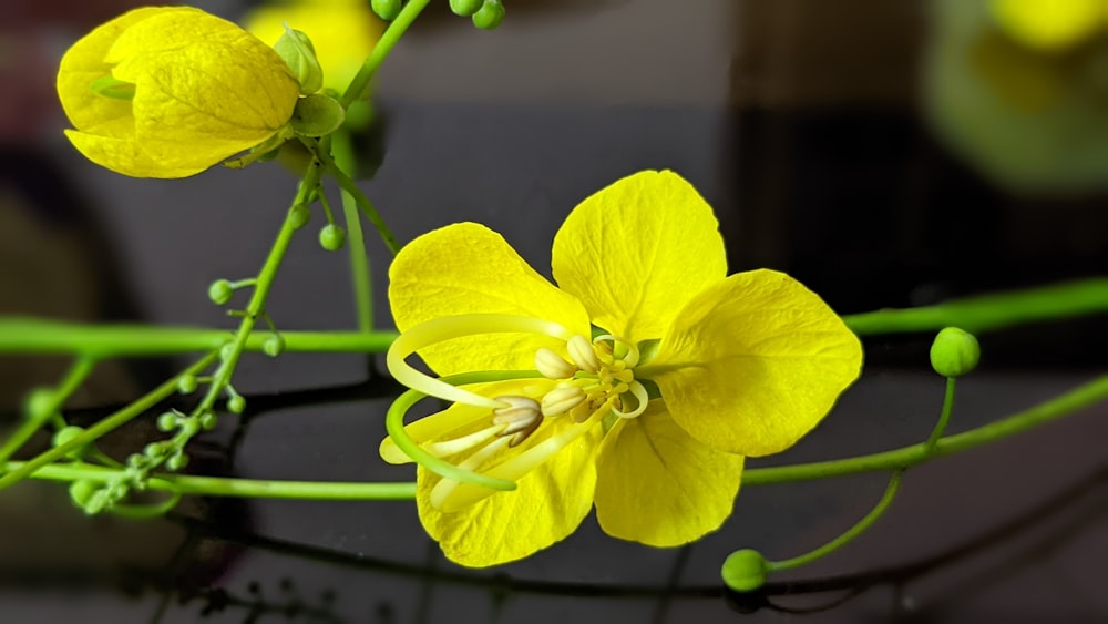 a close-up of some flowers