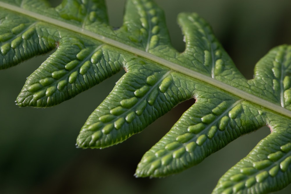 a close-up of a green snake