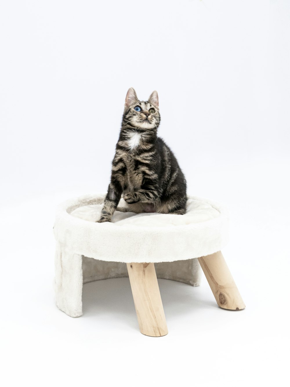 um gato sentado em um banquinho