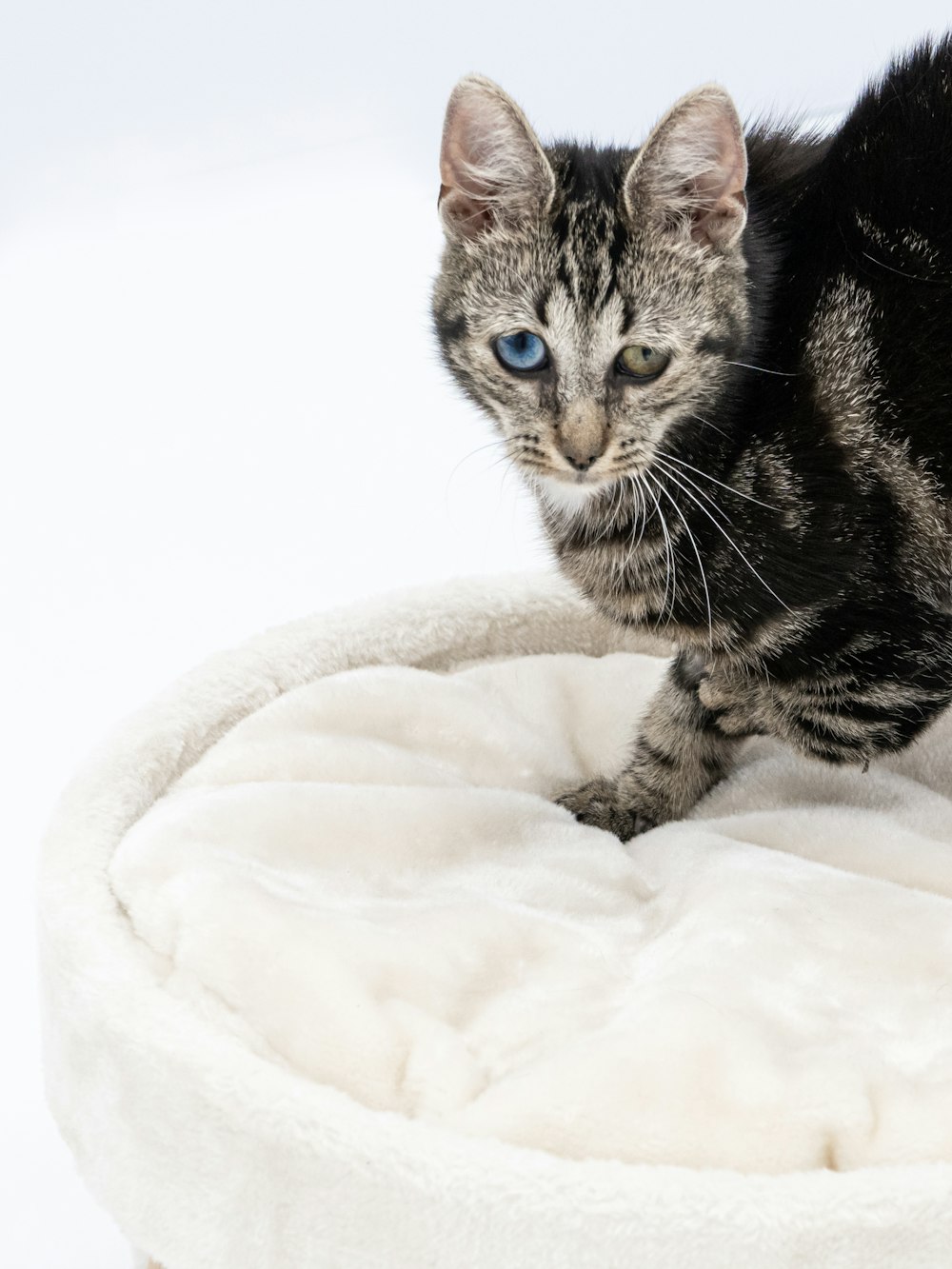 a cat lying on a blanket