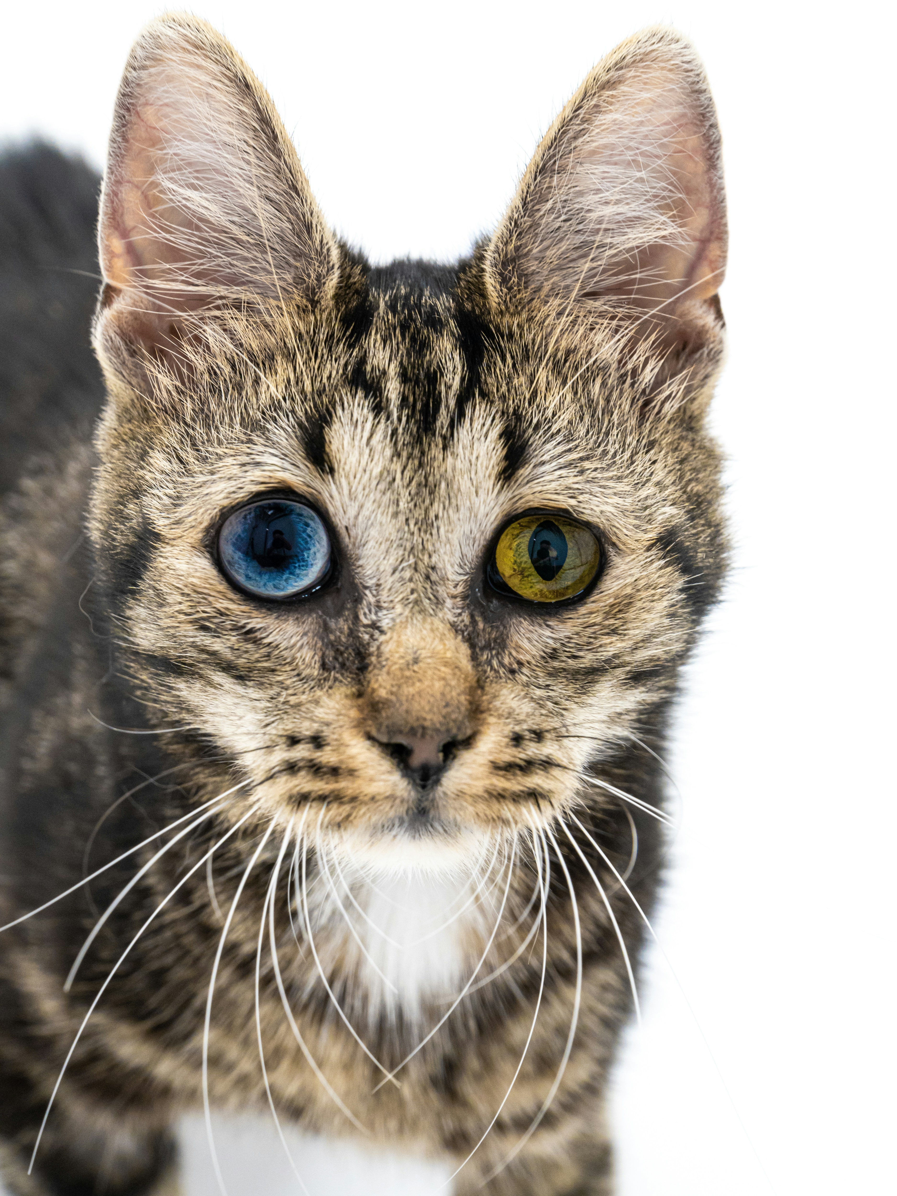 Portrait of a sad stray cat with two different colored eyes