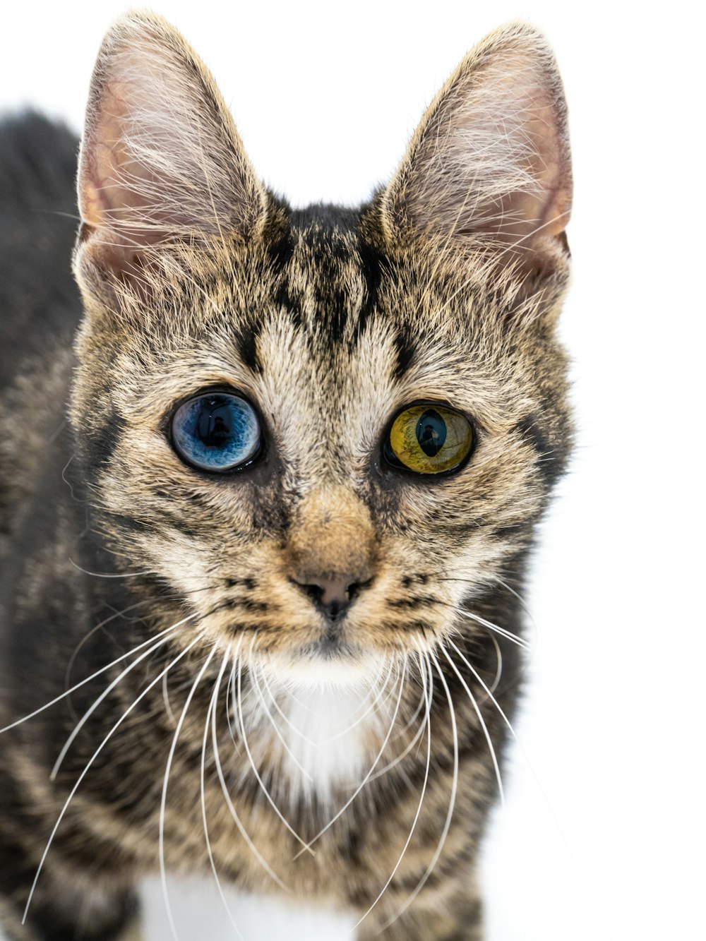 a cat with blue eyes