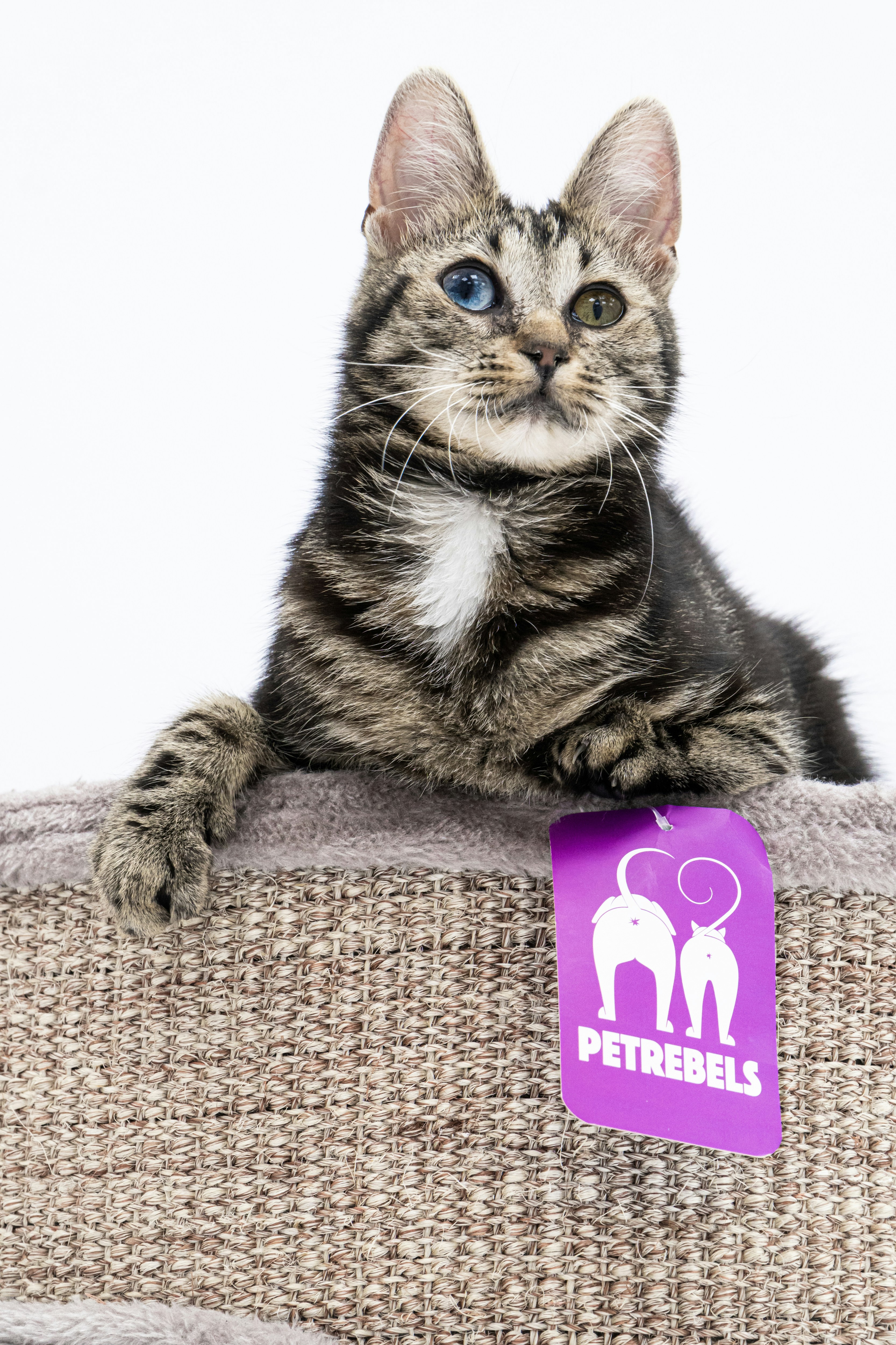 a cat lying on a carpet