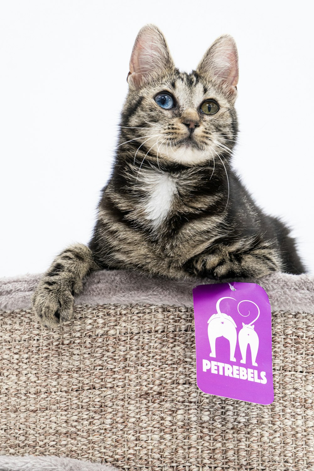 a cat lying on a carpet