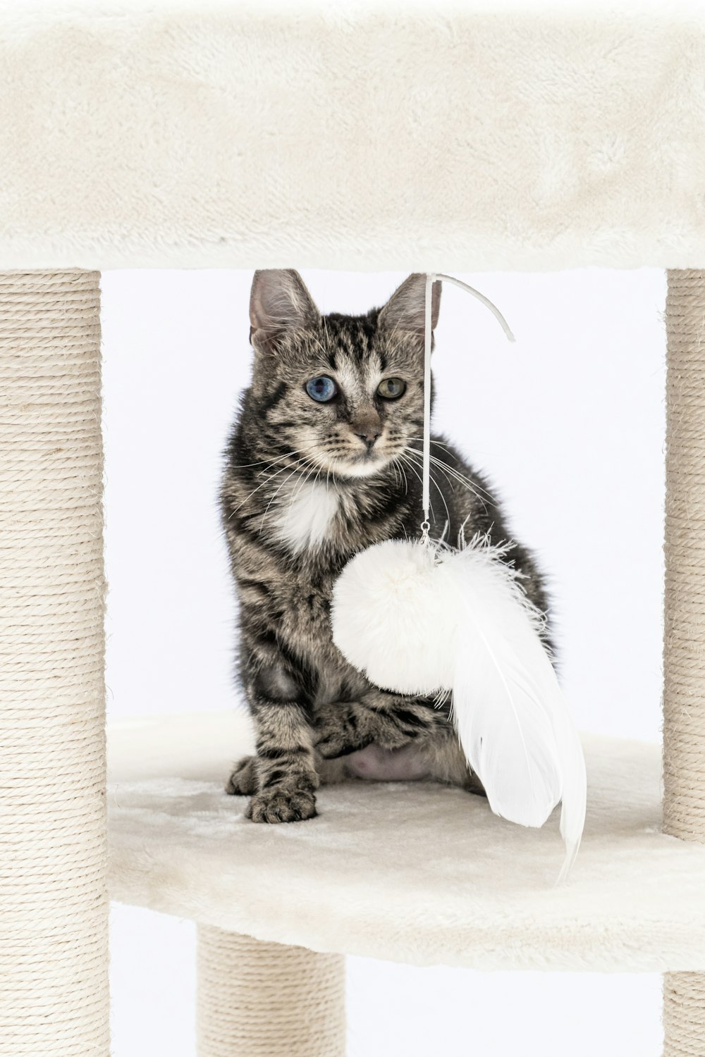 a cat with a rabbit head