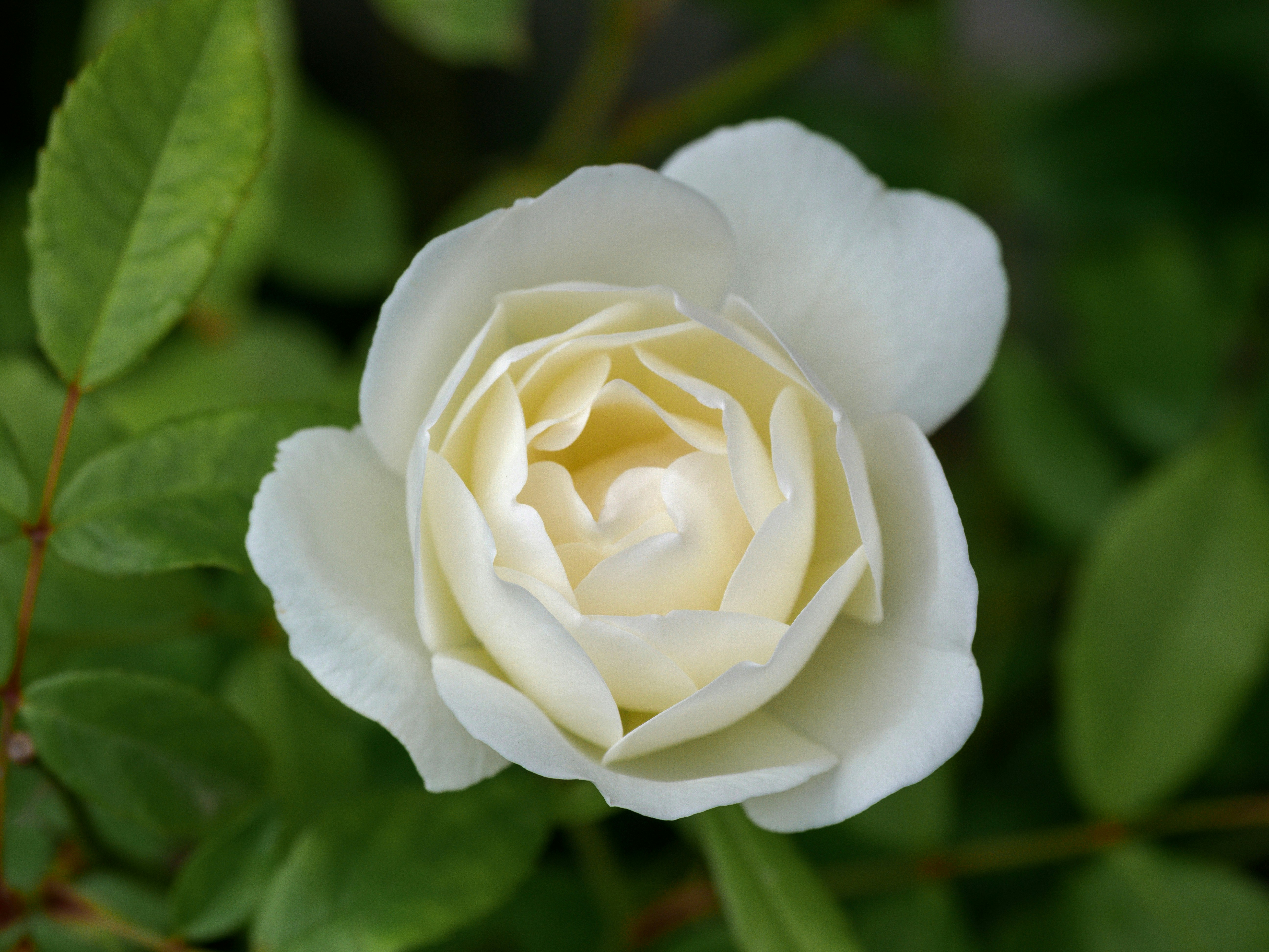 Photo by brett_jordan