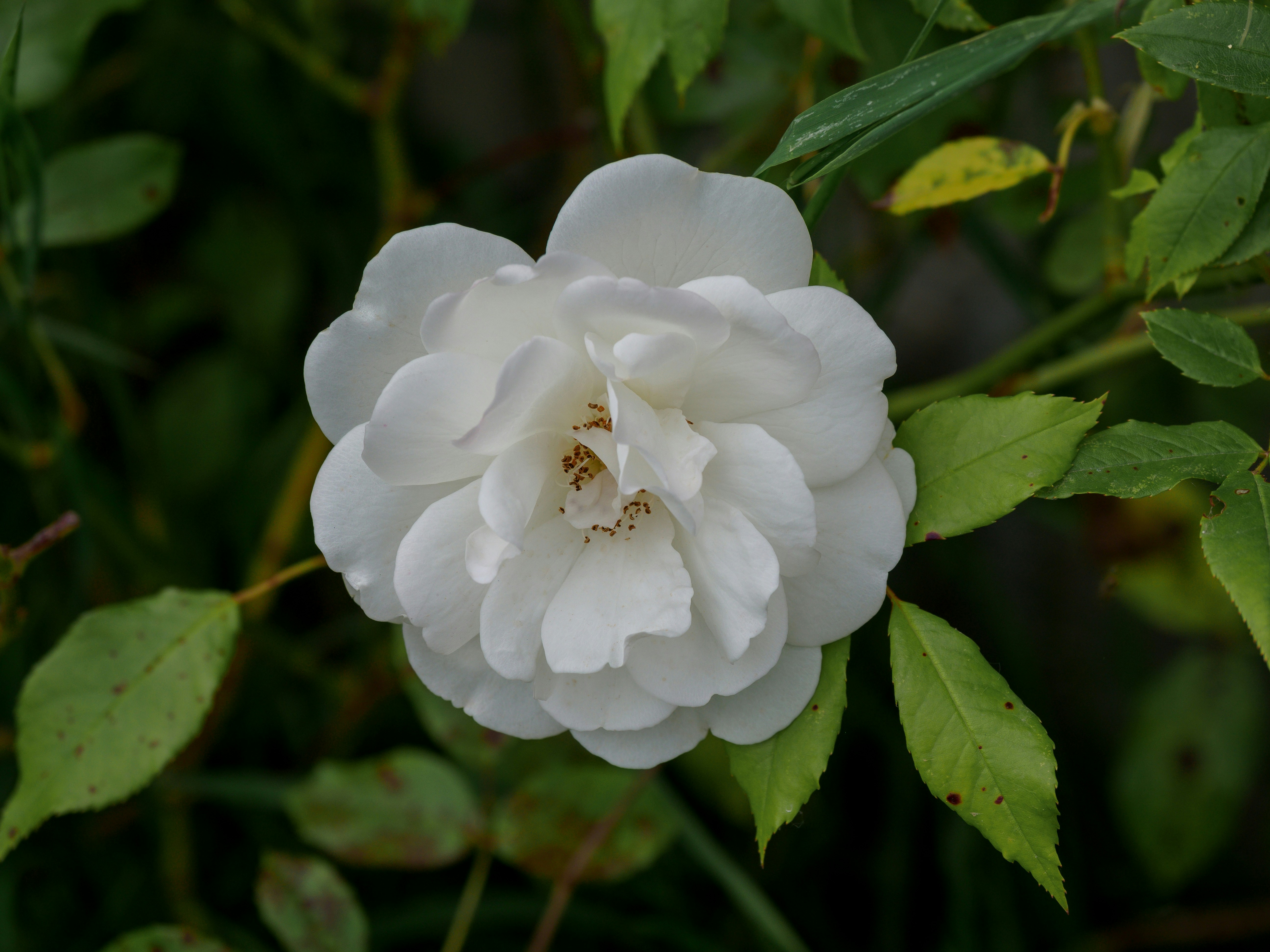 Photo by brett_jordan