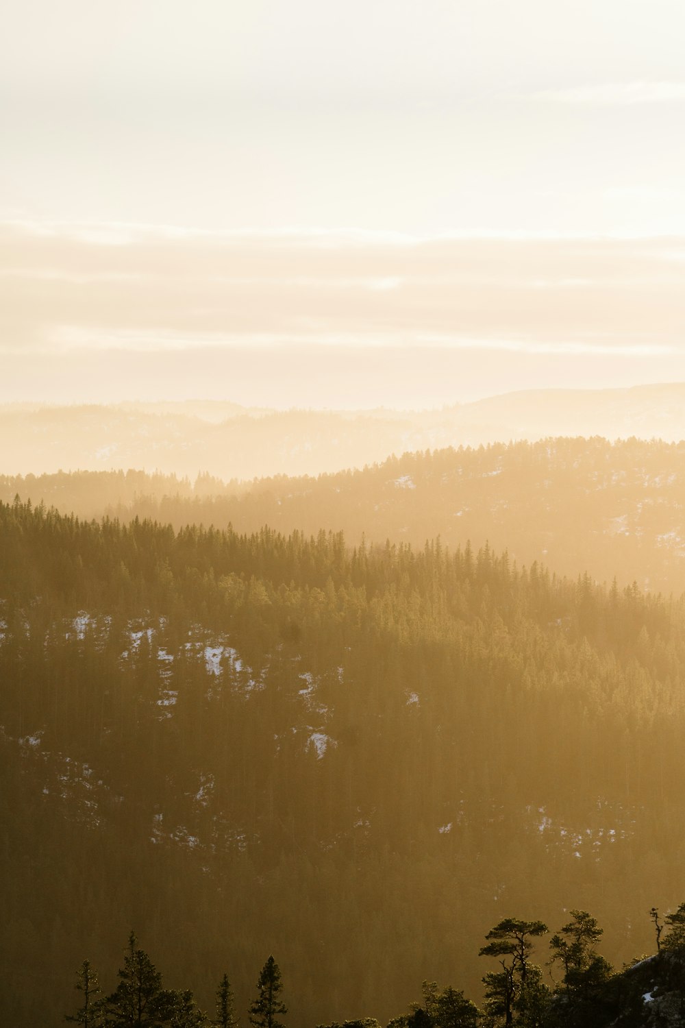 a view of a forest