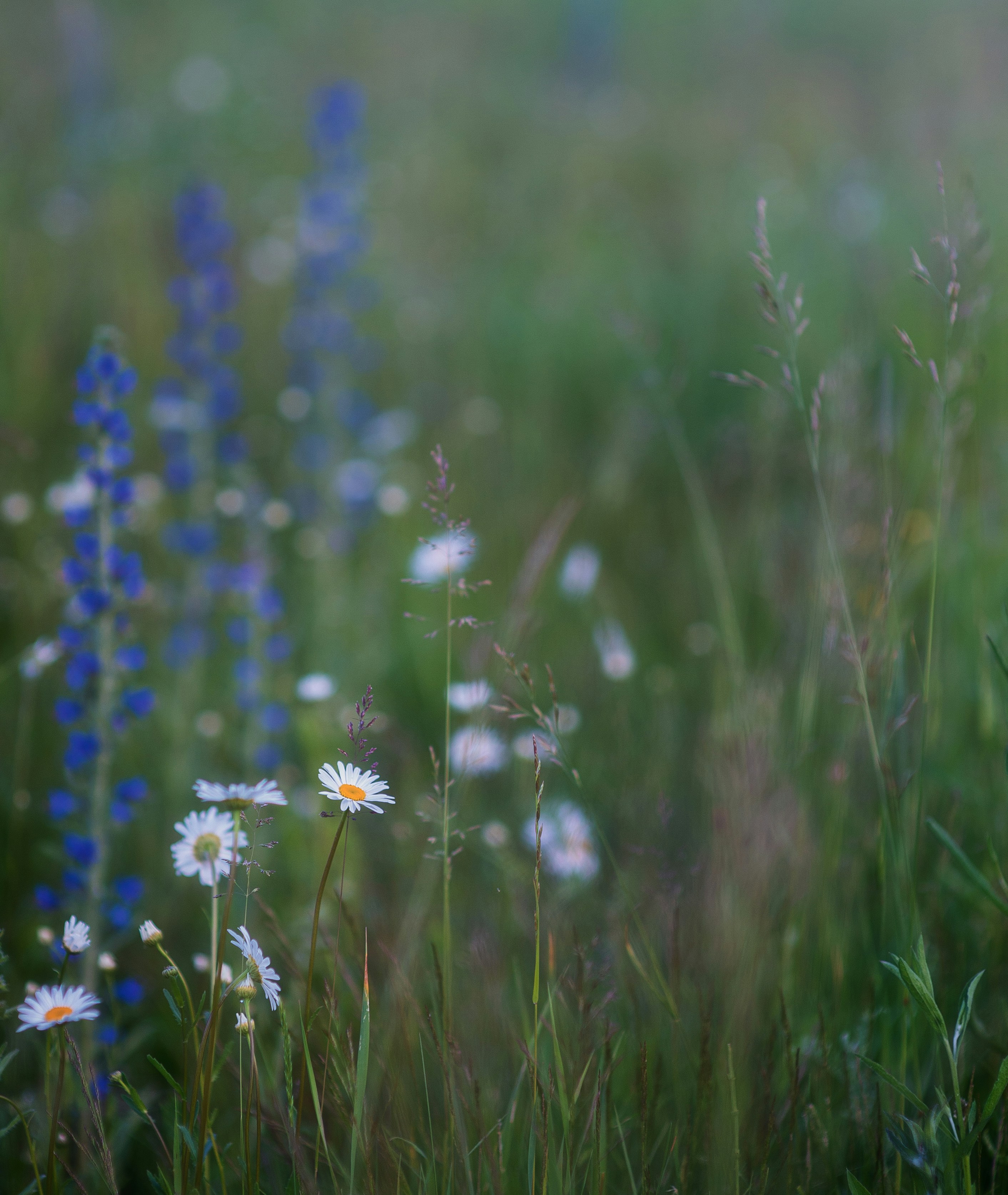 Photo by evil_bumblebee