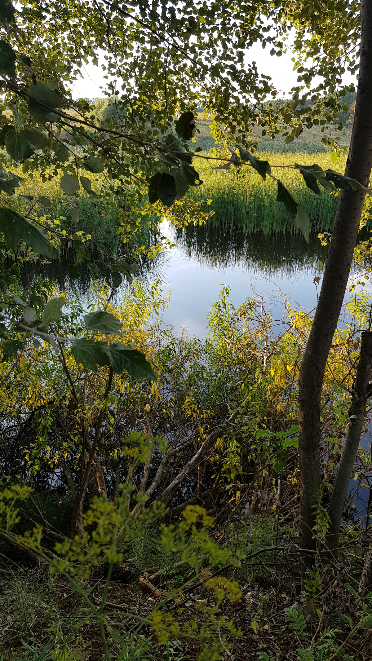 Exploring Lake Sacajawea in the Morning: A 360 Immersive Adventure