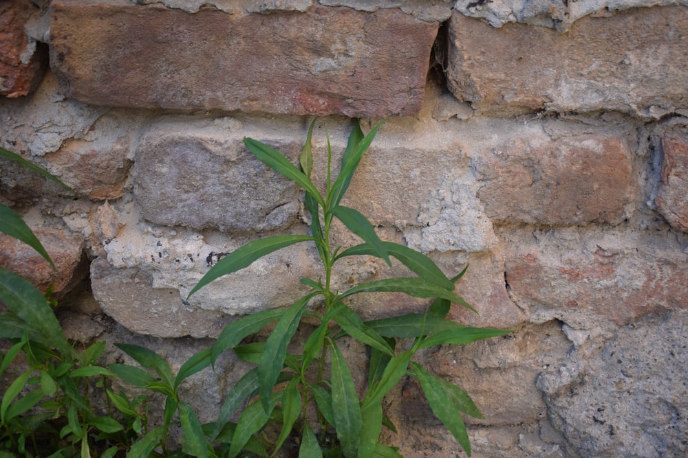 uma planta que cresce fora de uma parede de tijolos