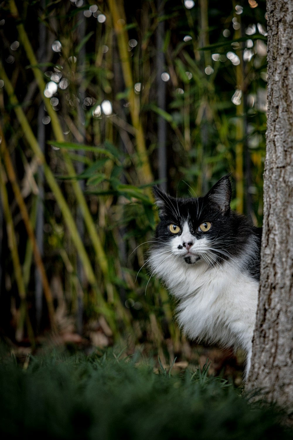 a cat in a tree