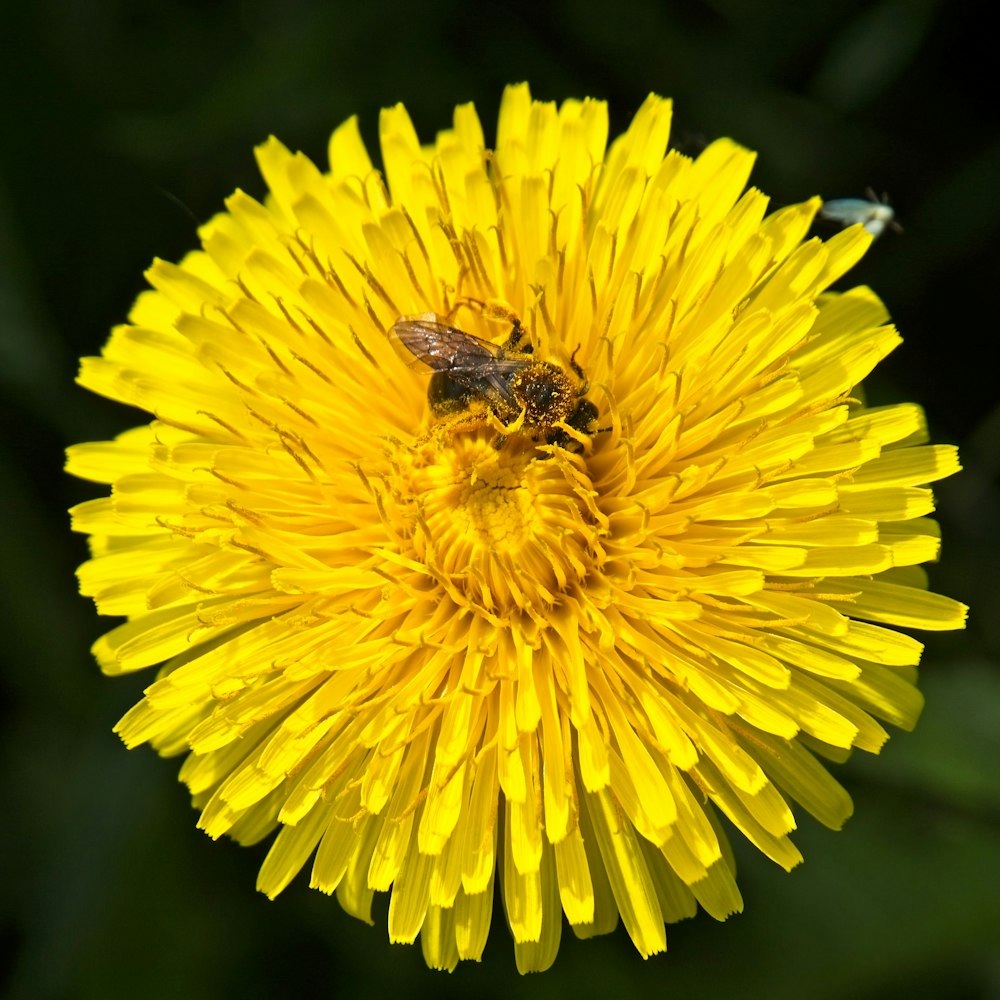 a bee on a yellow flower