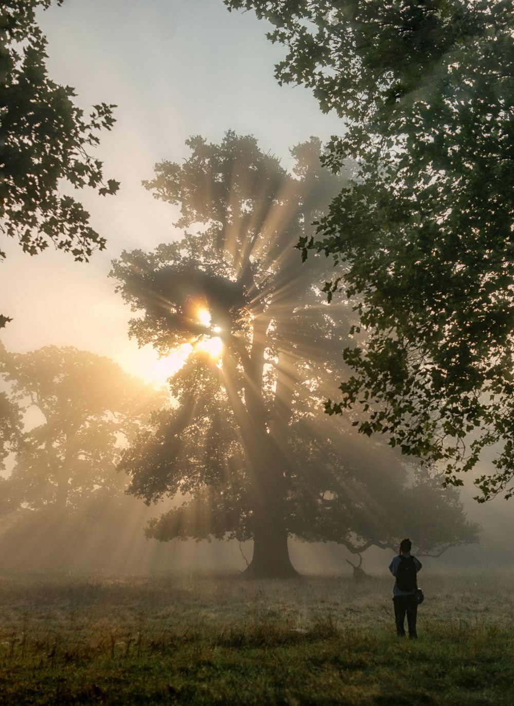 uma pessoa em pé em um campo com árvores e neblina